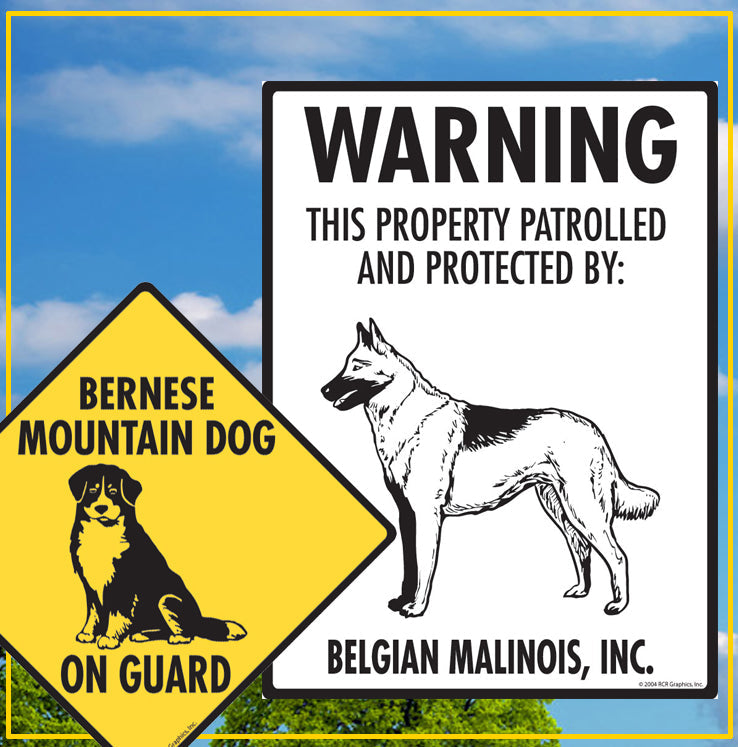 Beagle to Bernese Mountain Dog