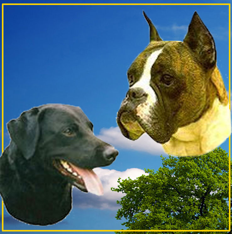 Colorful Dog Stickers