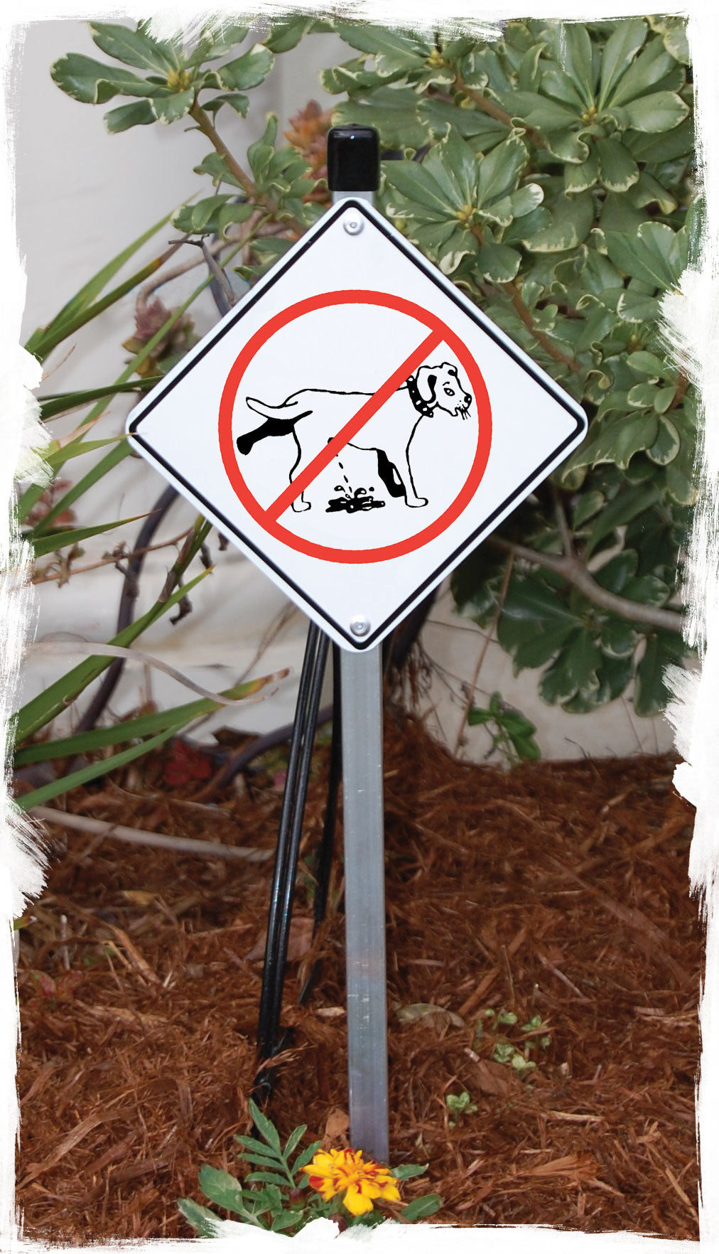 No Dog Peeing Signs or Sticker
