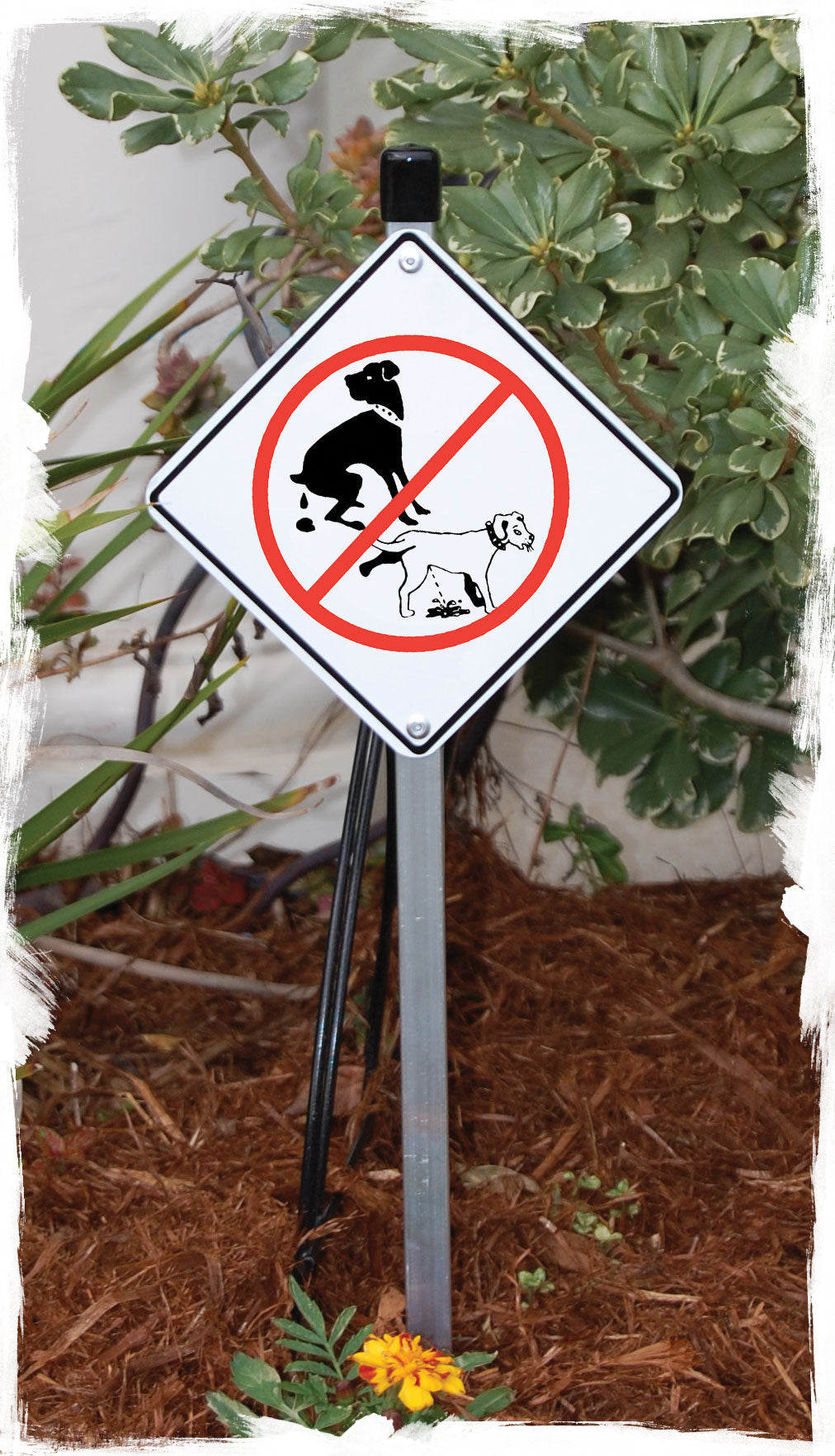 No Dog Pooping and Peeing Signs or Sticker