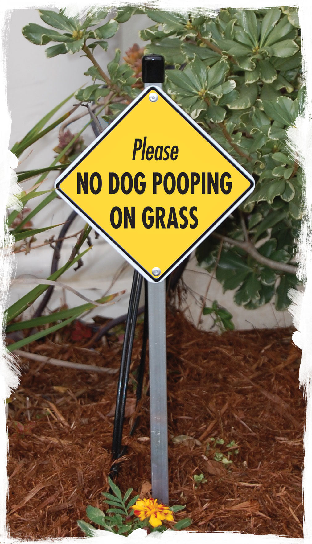 No Dog Pooping on Grass Signs or Sticker