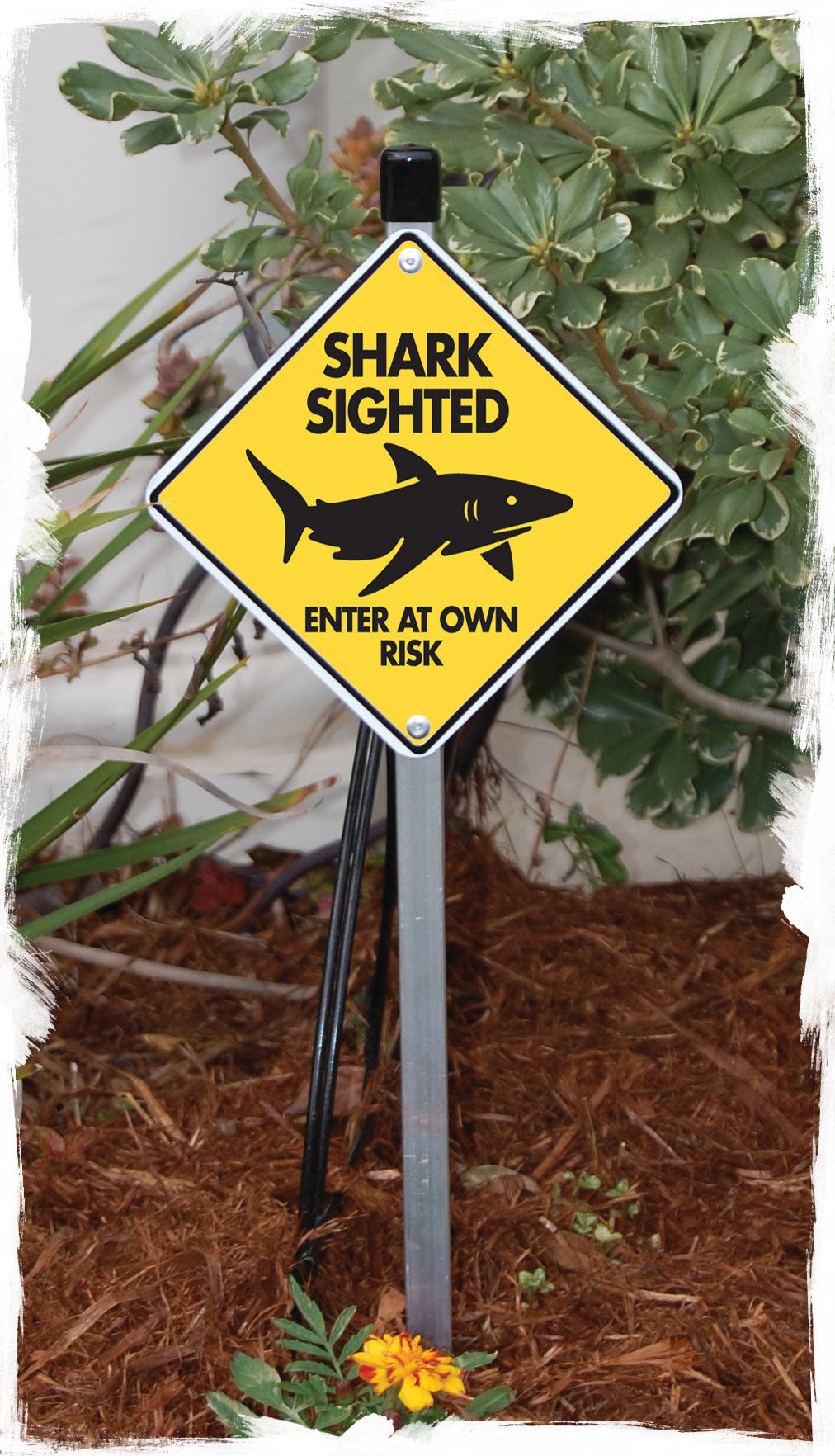 Shark Sighted - Enter at Own Risk Signs or Sticker