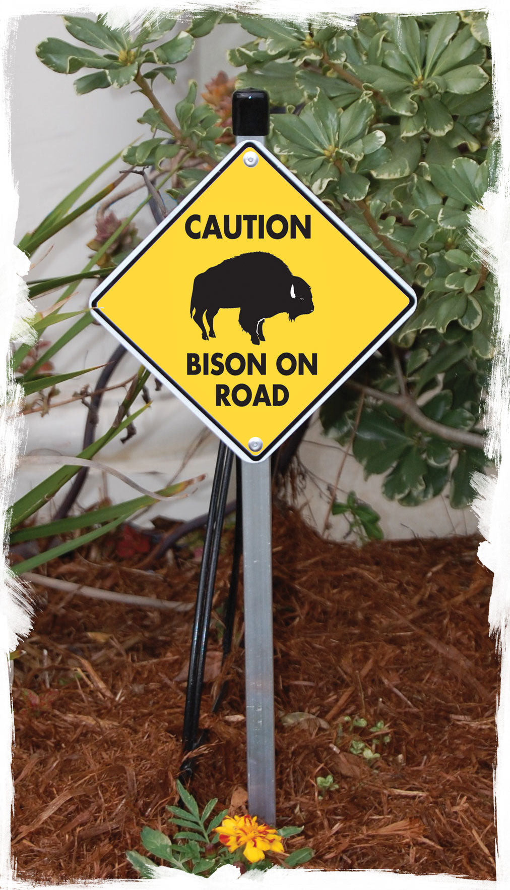 Caution! Bison On Road Signs or Sticker