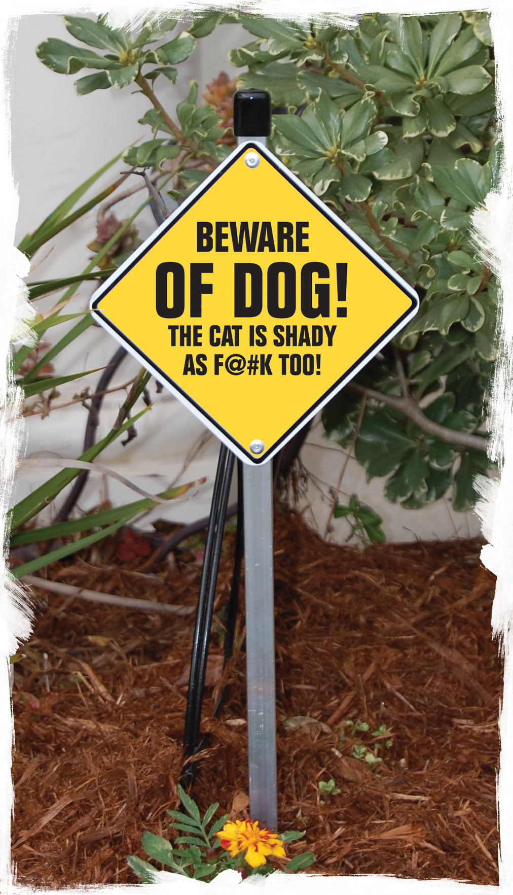 Beware of Dog! The Cat is Shady as F@#K Too Signs or Sticker