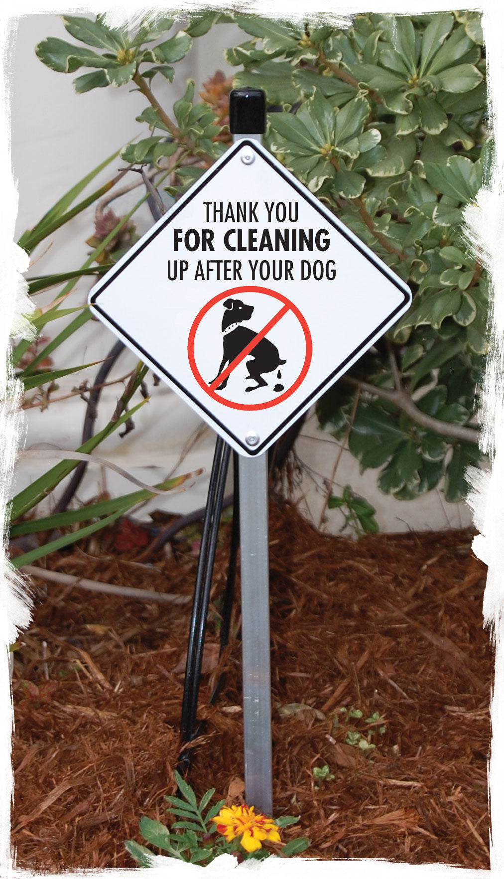 Thank You for Cleaning Up Dog Poop Signs or Sticker