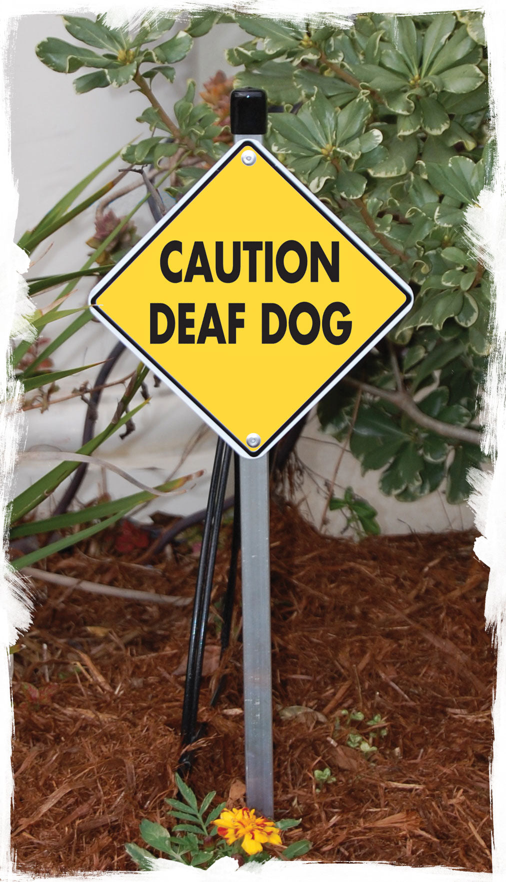 Caution! Deaf Dog Signs or Sticker