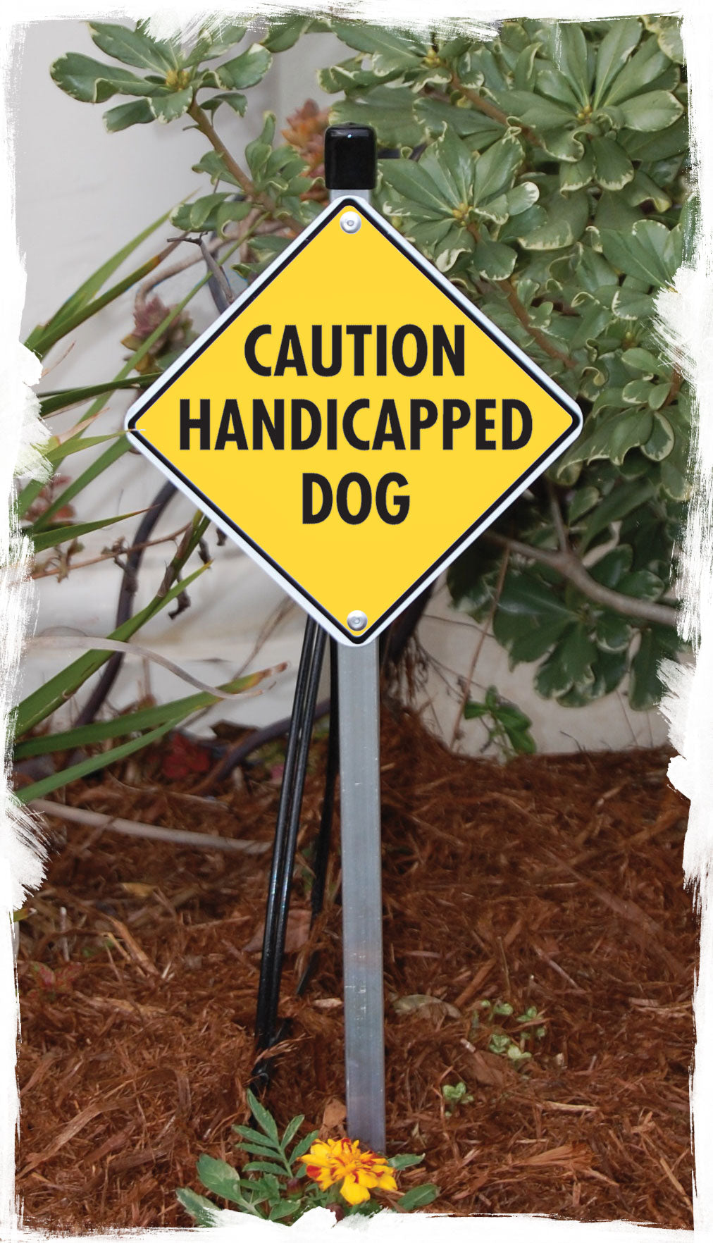 Caution! Handicapped Dog Signs or Sticker