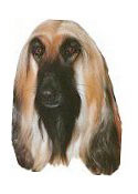 Afghan Hound Full Color Vinyl Sticker