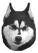 Alaskan Malamute Full Color Vinyl Sticker
