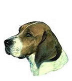 American Foxhound Full Color Vinyl Sticker