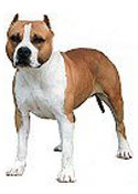 American Staffordshire Terrier Full Color Vinyl Sticker
