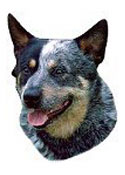 Australian Cattle Dog Full Color Vinyl Sticker