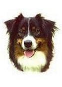 Australian Shepherd Full Color Vinyl Sticker