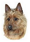 Australian Terrier Full Color Vinyl Sticker