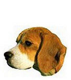 Beagle Stickers