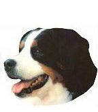 Bernese Mountain Dog Full Color Vinyl Sticker