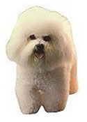 Bichon Stickers