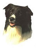 Border Collie Full Color Vinyl Sticker