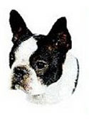 Boston Terrier Full Color Vinyl Sticker