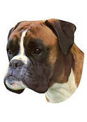 Boxer Full Color Vinyl Sticker