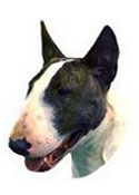 Bull Terrier Full Color Vinyl Sticker