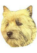 Cairn Terrier Full Color Vinyl Sticker