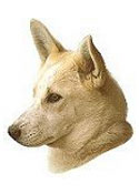 Canaan Dog Full Color Vinyl Sticker