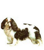 Cavalier King Charles Full Color Vinyl Sticker