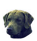 Chesapeake Bay Retriever Full Color Vinyl Sticker