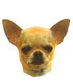 Chihuahua (Short Hair) Stickers
