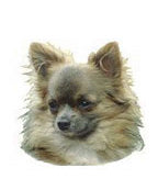 Long Hair Chihuahua Full Color Vinyl Sticker