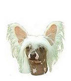 Chinese Crested Full Color Vinyl Sticker