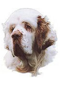 Clumber Spaniel Full Color Vinyl Sticker