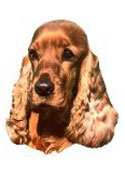 Cocker Spaniel Full Color Vinyl Sticker