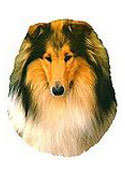 Collie Stickers