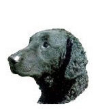Curly-Coated Retriever Full Color Vinyl Sticker