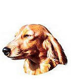 Long Hair Dachshund Full Color Vinyl Sticker