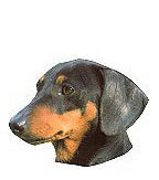 Dachshund Stickers