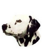 Dalmatian Stickers