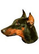 Doberman Full Color Vinyl Sticker