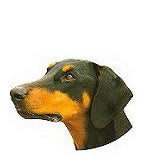 Doberman with Natural Ears Full Color Vinyl Sticker