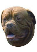 Dogue De Bordeaux Full Color Vinyl Sticker