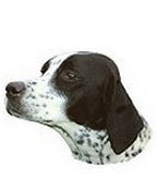 English Pointer Full Color Vinyl Sticker