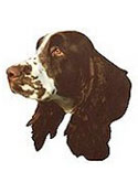 English Springer Spaniel Full Color Vinyl Sticker