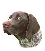 German Shorthaired Pointer Full Color Vinyl Sticker