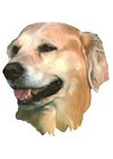 Golden Retriever Full Color Vinyl Sticker