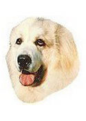 Great Pyrenees Full Color Vinyl Sticker