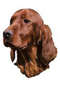Irish Setter Full Color Vinyl Sticker