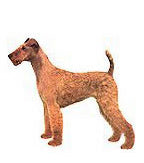 Irish Terrier Full Color Vinyl Sticker