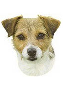Jack Russell Terrier Full Color Vinyl Sticker